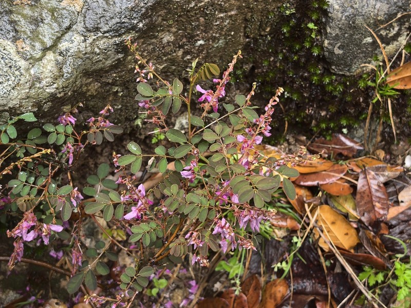 Indigofera hancockii