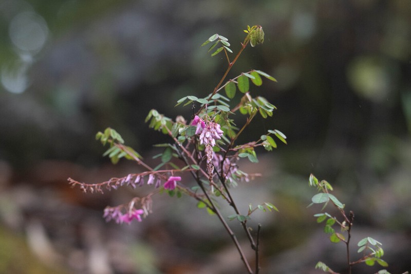 Indigofera hancockii photo 2