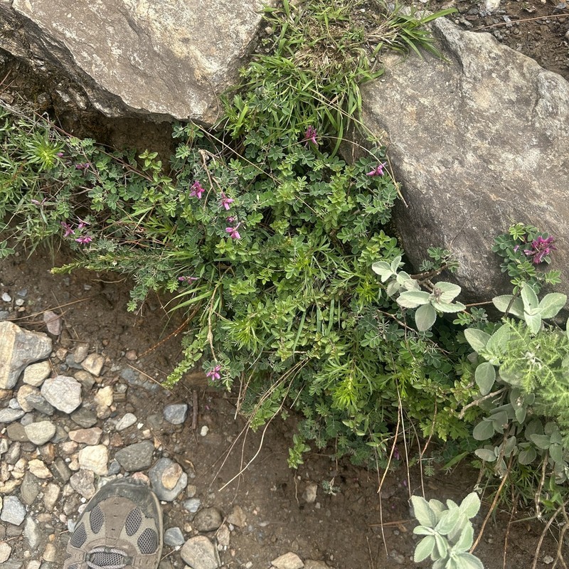 Indigofera hancockii photo 3