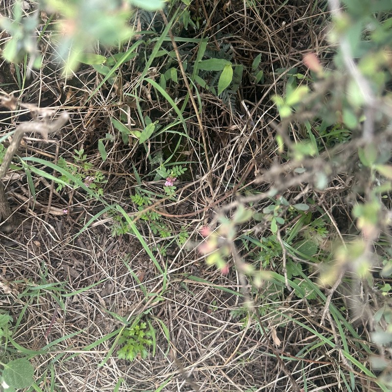Indigofera hancockii photo 4