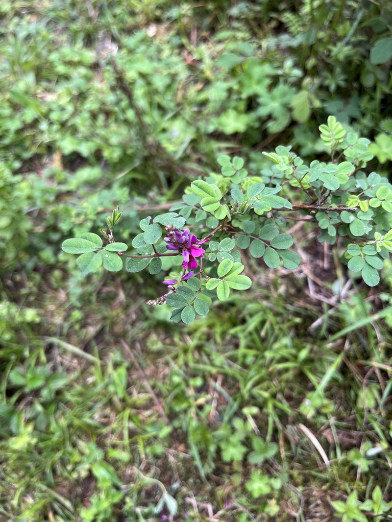 Indigofera hancockii photo 5