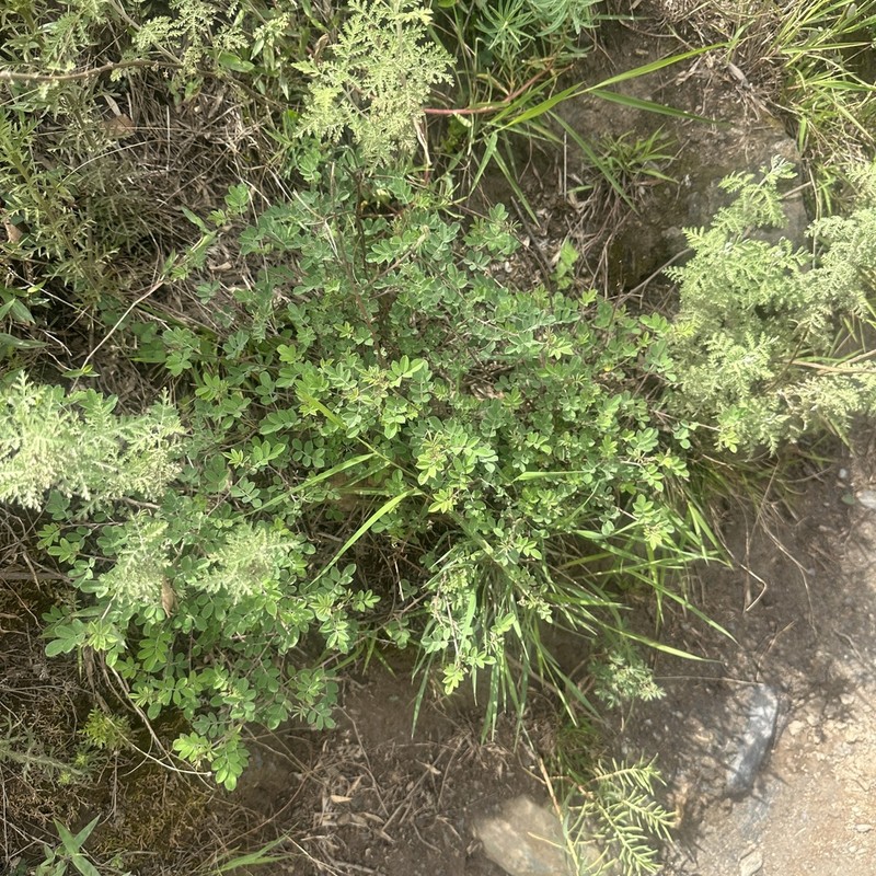 Indigofera hancockii photo 6