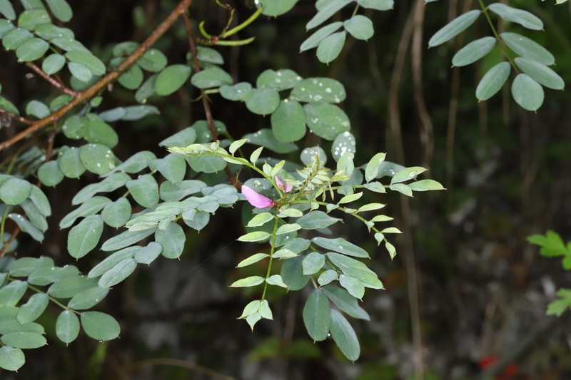 Indigofera hancockii photo 7