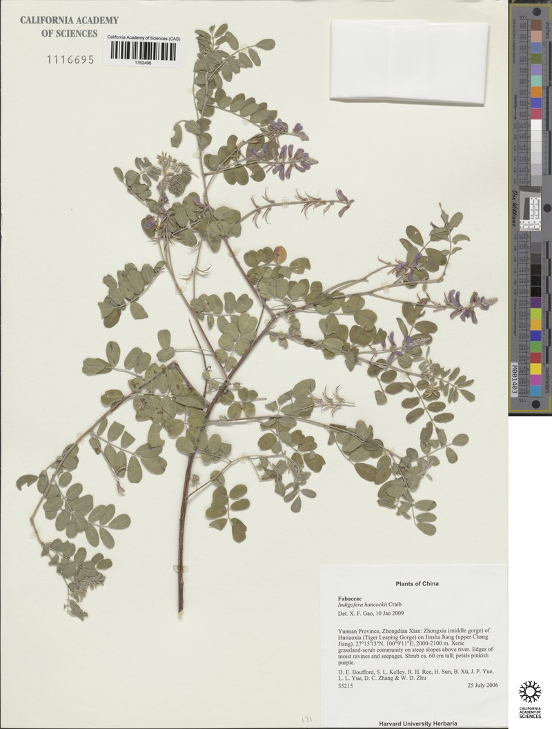 Indigofera hancockii photo 8