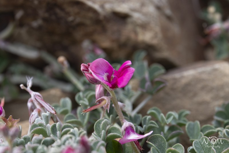 Indigofera hantamensis