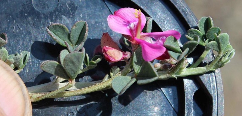 Indigofera hantamensis photo 2