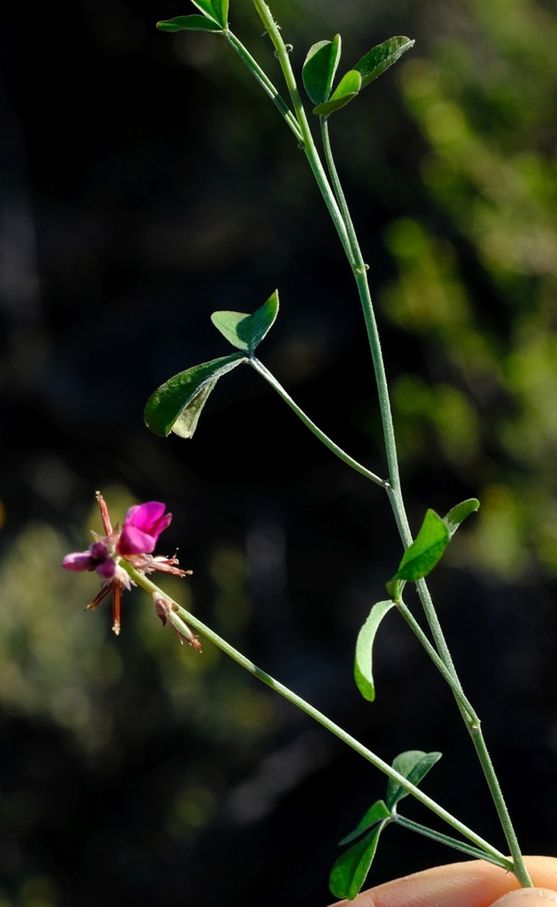 Indigofera hantamensis photo 3