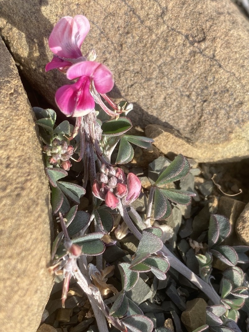 Indigofera hantamensis photo 4