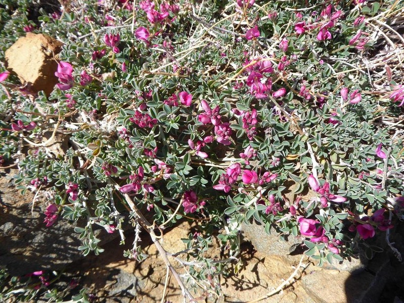 Indigofera hantamensis photo 5