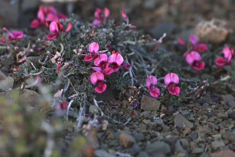 Indigofera hantamensis photo 6
