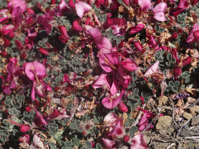 Indigofera hantamensis photo 7