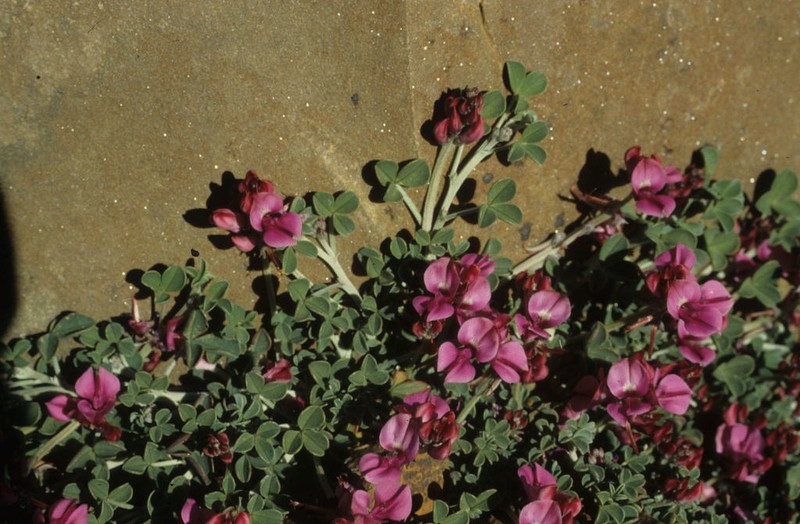 Indigofera hantamensis photo 8