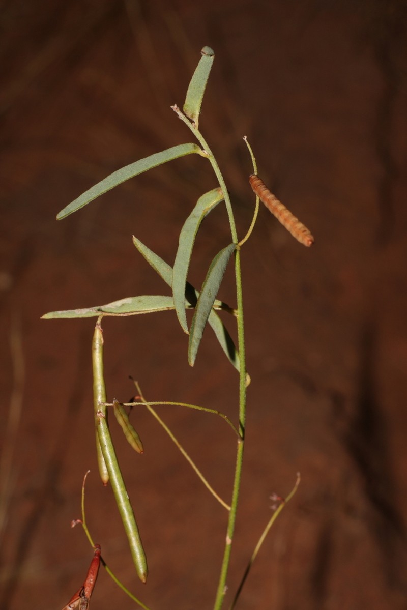 Indigofera haplophylla photo 2