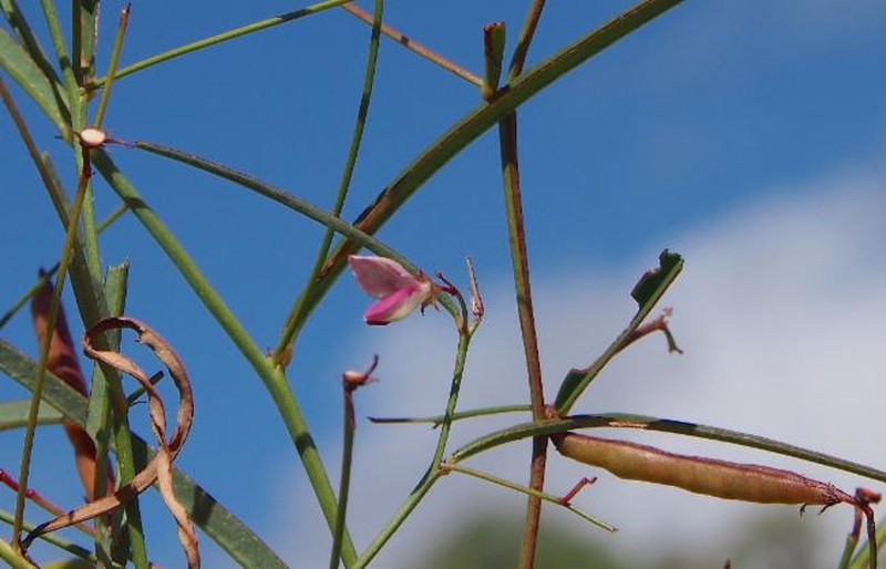Indigofera haplophylla photo 5