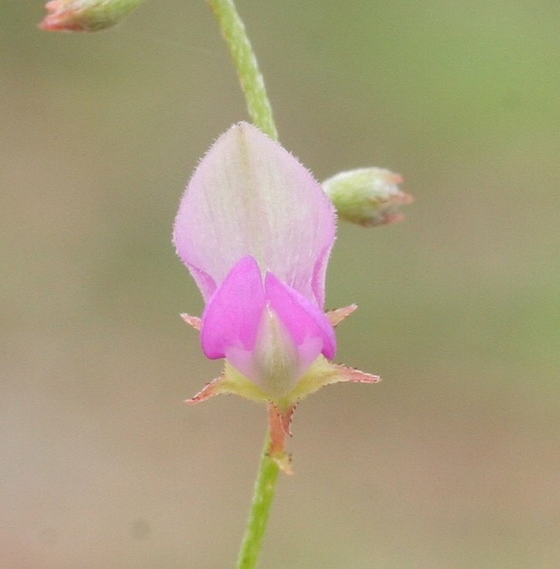 Indigofera haplophylla photo 6