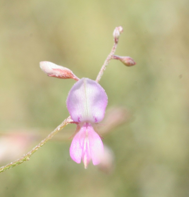 Indigofera haplophylla photo 7