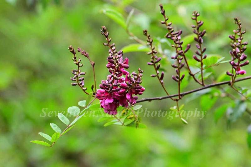 Indigofera hebepetala photo 2