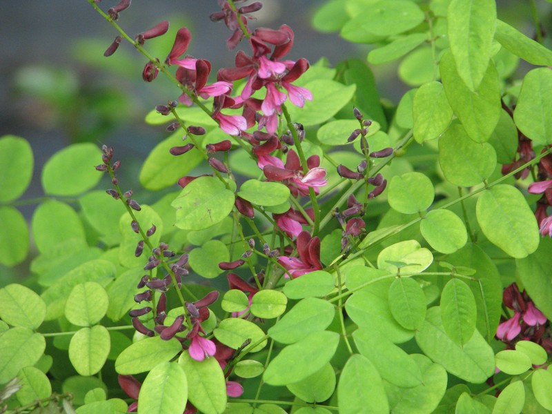 Indigofera hebepetala