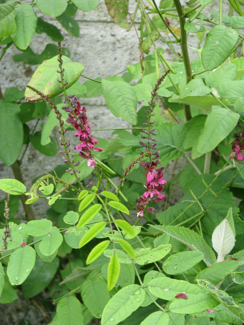 Indigofera hebepetala photo 3