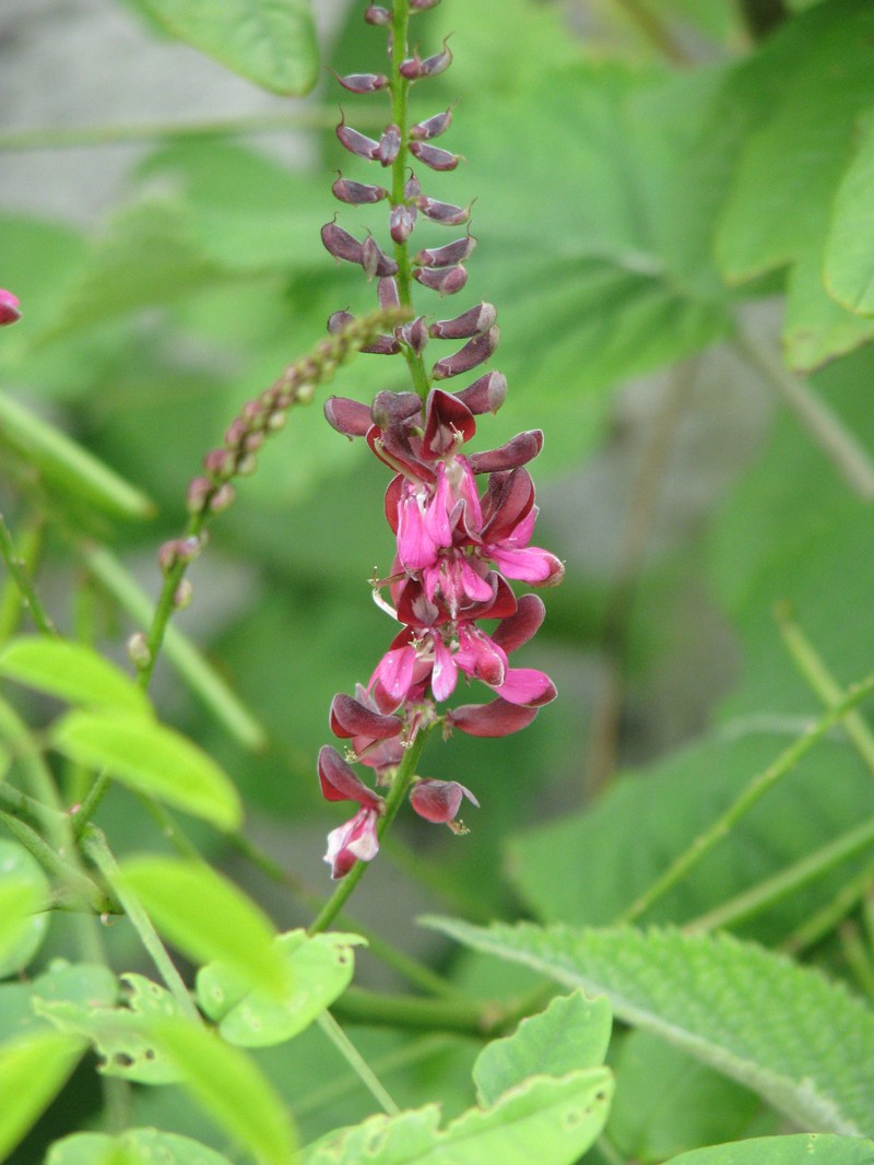 Indigofera hebepetala photo 4