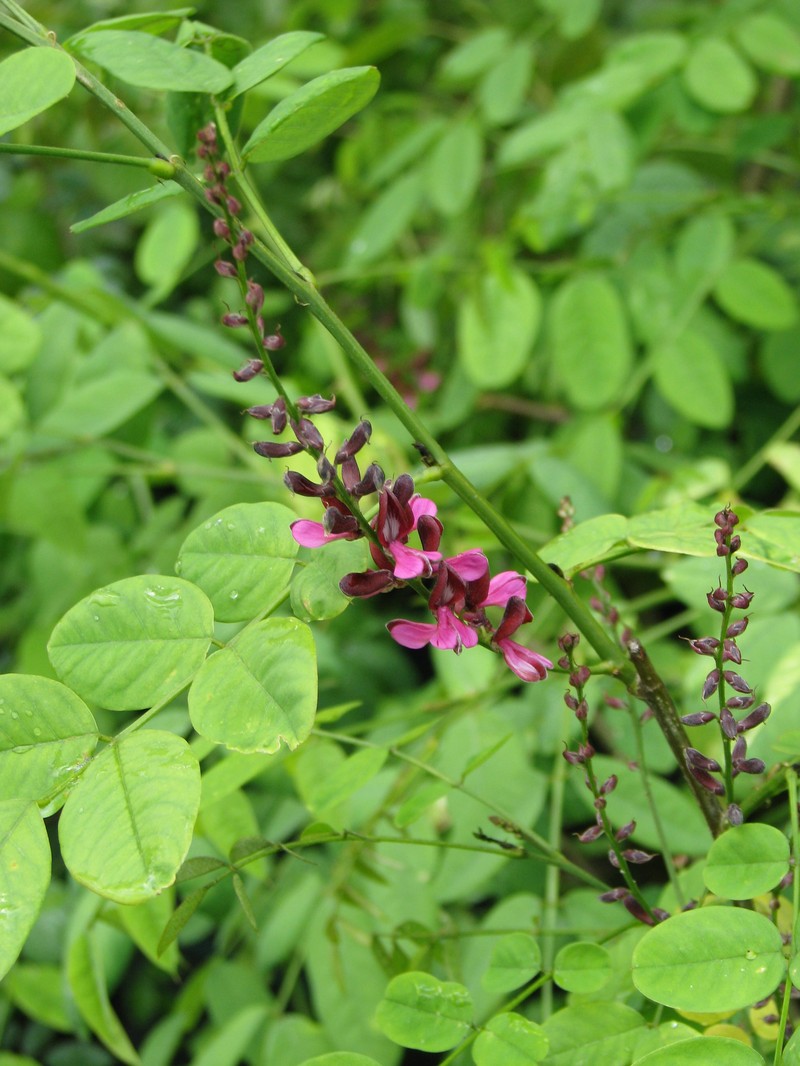 Indigofera hebepetala photo 5