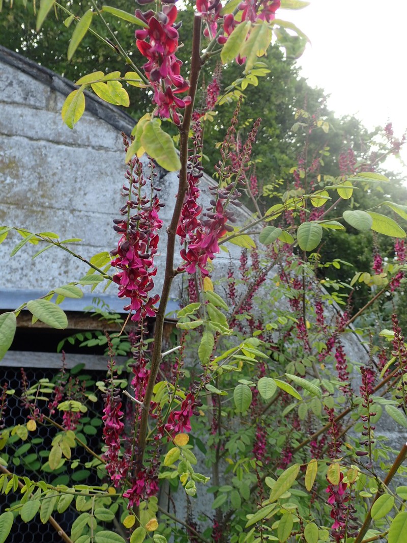 Indigofera hebepetala photo 6