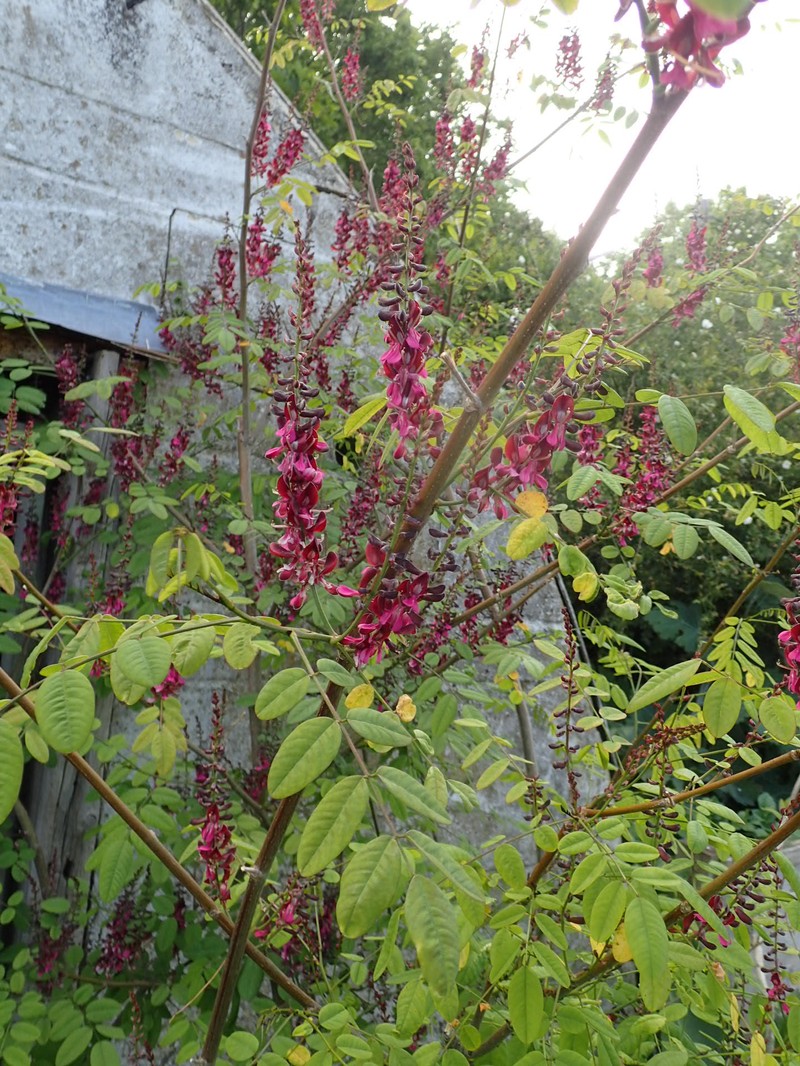 Indigofera hebepetala photo 7