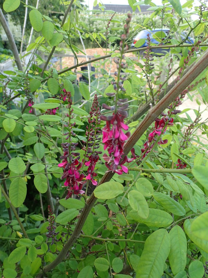 Indigofera hebepetala photo 8