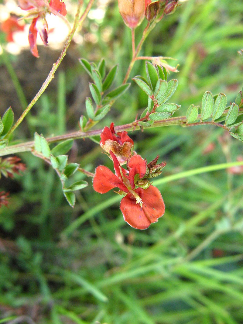 Indigofera hedyantha