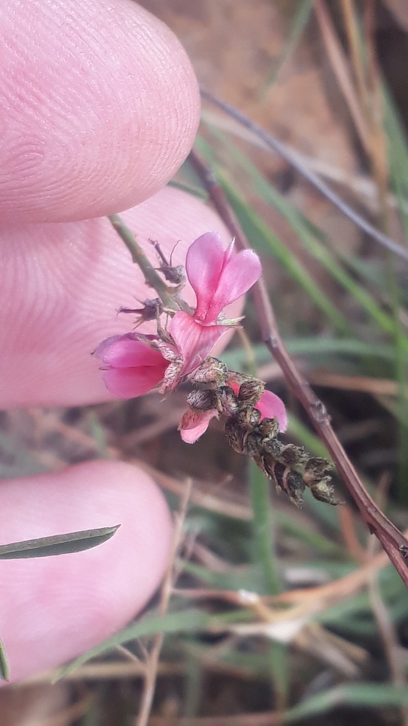 Indigofera hedyantha photo 2