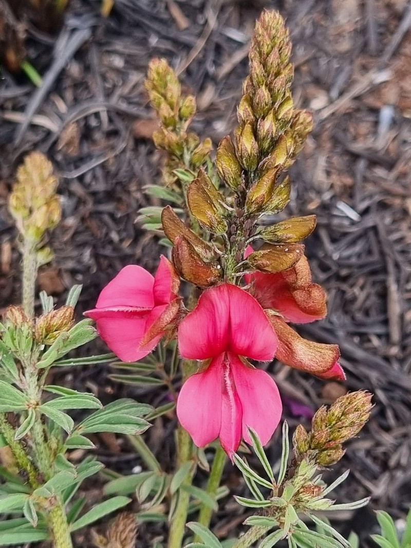 Indigofera hedyantha photo 3