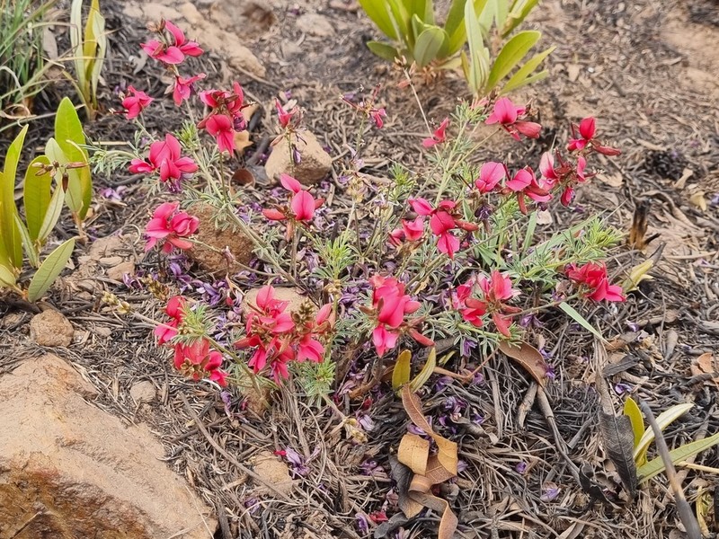Indigofera hedyantha photo 4
