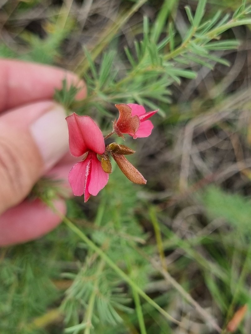Indigofera hedyantha photo 5