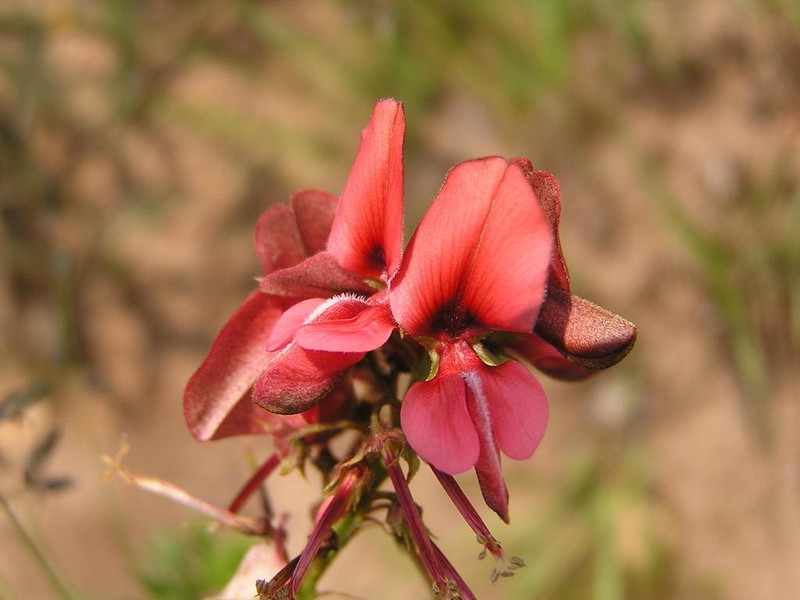 Indigofera hedyantha photo 6