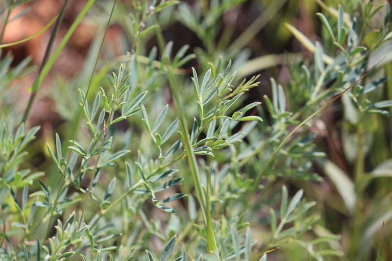Indigofera hedyantha photo 7
