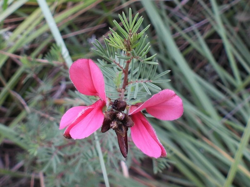 Indigofera hedyantha photo 8