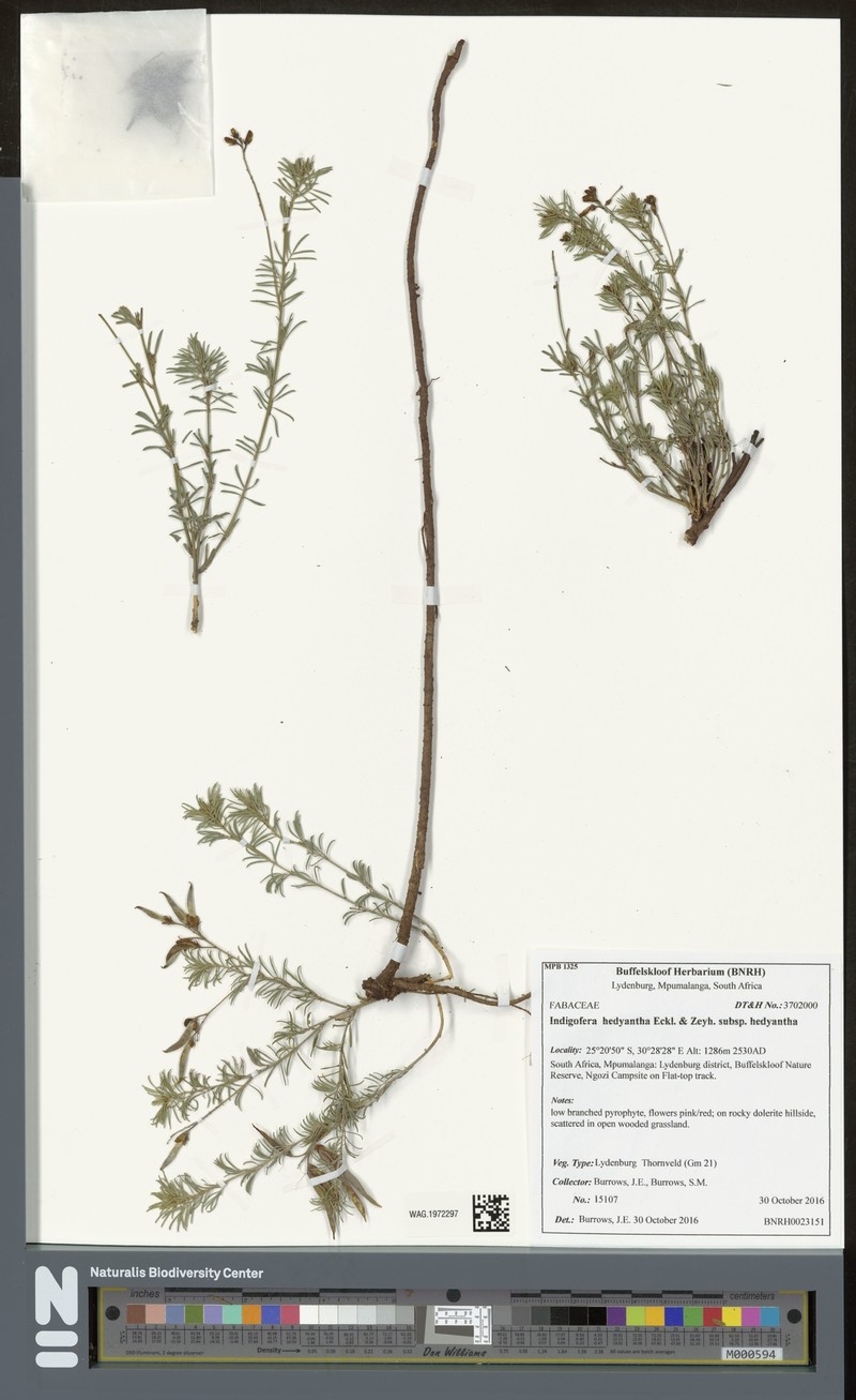 Indigofera hedyantha subsp. hedyantha