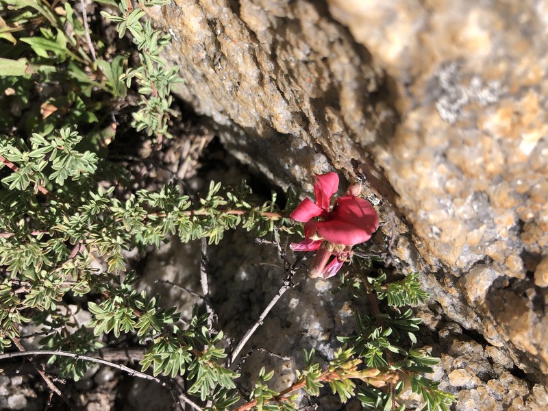 Indigofera hedyantha subsp. inyangana photo 2