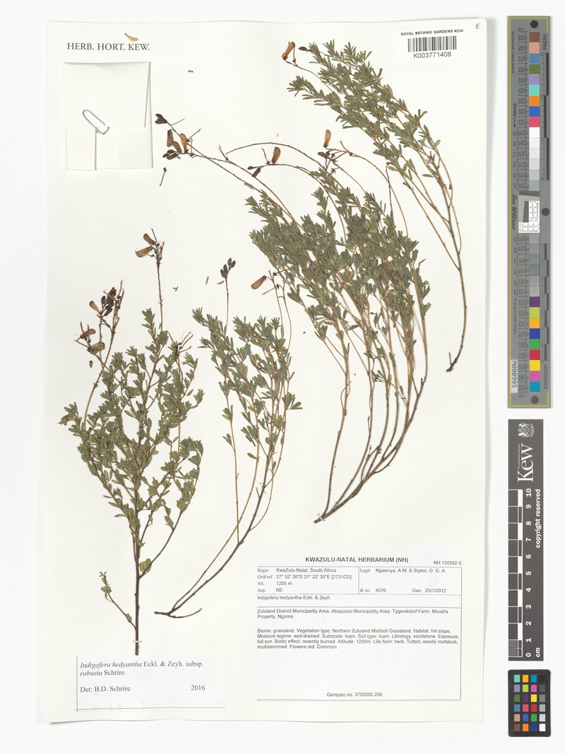 Indigofera hedyantha subsp. robusta