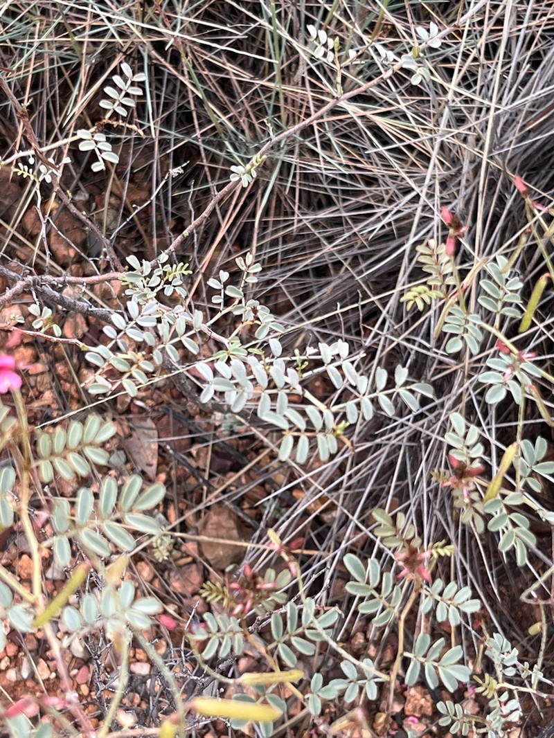 Indigofera helmsii photo 2