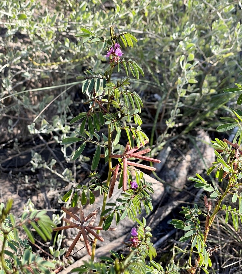 Indigofera helmsii photo 3