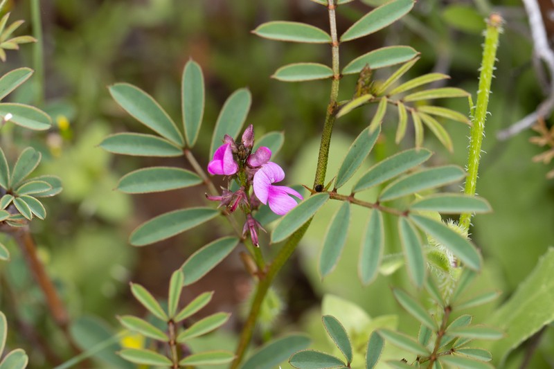 Indigofera helmsii photo 4