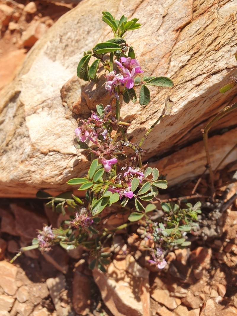 Indigofera helmsii photo 6