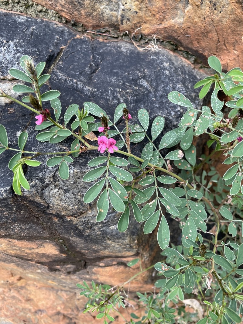Indigofera helmsii photo 7