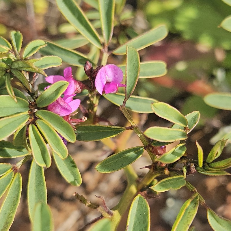 Indigofera helmsii photo 8