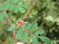 Trailing Indigo