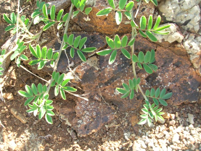 Trailing Indigo photo 8
