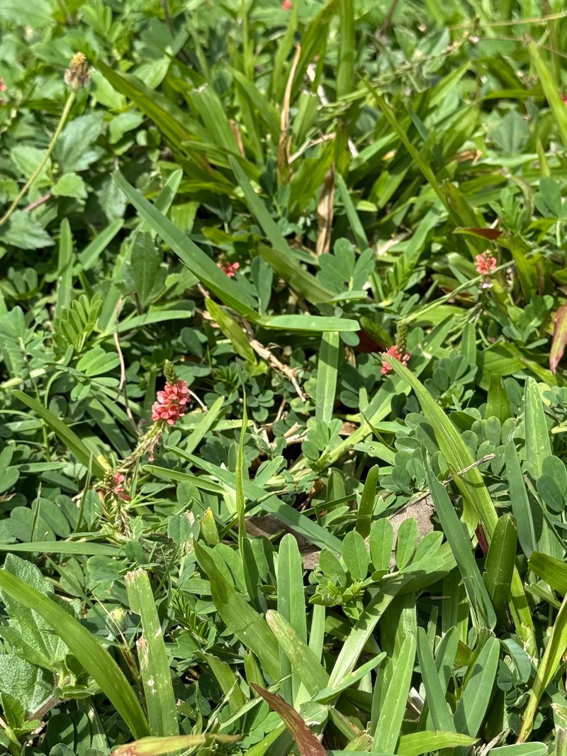 Indigofera hendecaphylla var. hendecaphylla