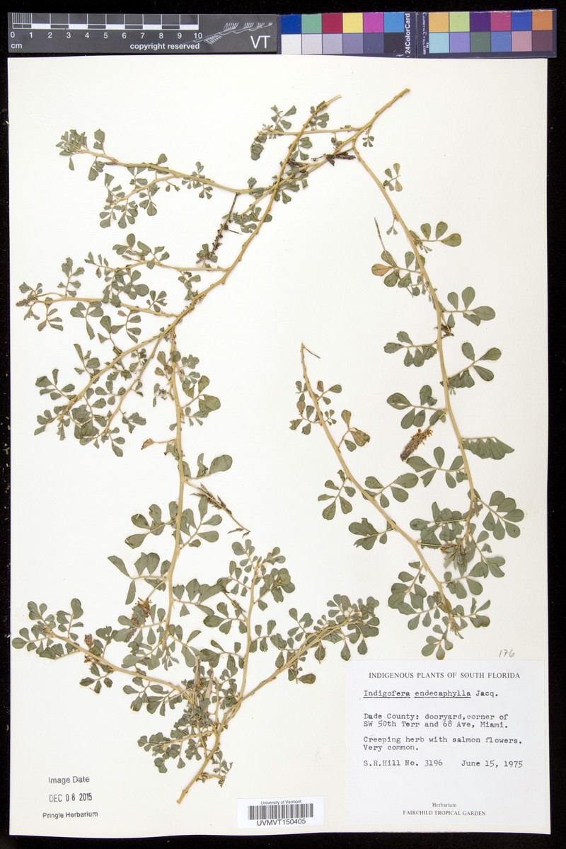 Indigofera hendecaphylla var. hendecaphylla photo 2