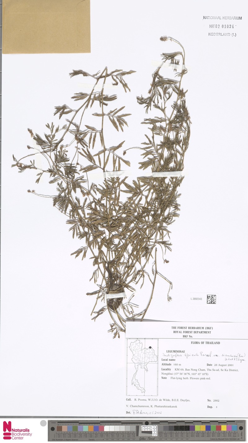 Indigofera hendecaphylla var. siamensis